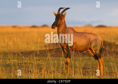 Topi, Masai Mara National Reserve, Kenia Stockfoto