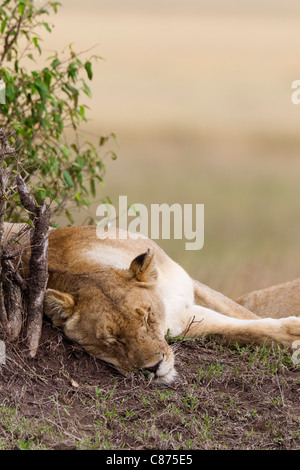 Weibliche Löwen schlafen, Masai Mara National Reserve, Kenia Stockfoto