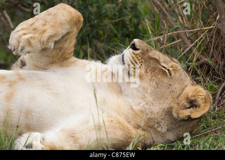 Weibliche Löwen ruhen, Masai Mara National Reserve, Kenia Stockfoto