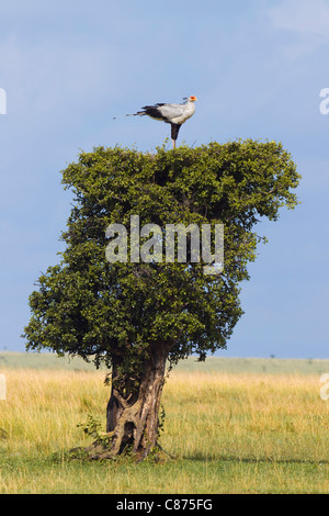 Sekretärin-Vogel nisten auf Baumkronen, Masai Mara National Reserve, Kenia Stockfoto