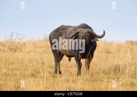 Kaffernbüffel, Masai Mara National Reserve, Kenia Stockfoto