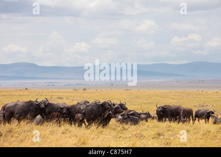Herde Kaffernbüffel, Masai Mara National Reserve, Kenia Stockfoto