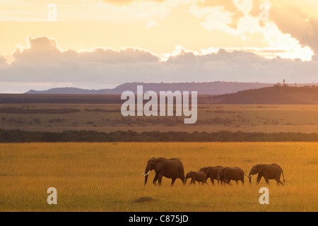 Afrikanischen Bush Elefanten, Masai Mara National Reserve, Kenia Stockfoto