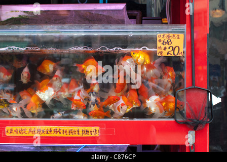 Der Goldfisch Markt, Kowloon, Hongkong Stockfoto