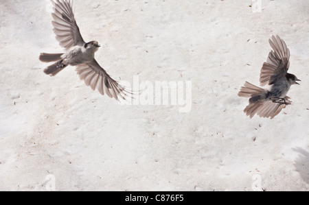 Jay grau, grau-Jay, Kanada Jay oder Whiskey Jack, Perisoreus Canadensis auf 5000 ft auf dem Mount Rainier. Stockfoto