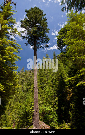 Große Douglas-Tanne, Pseudotsuga Menziesii, in unberührten National Forest in Zentral-Oregon Stockfoto