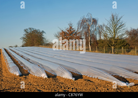 Spargel-Anbau unter Kunststoff Stockfoto