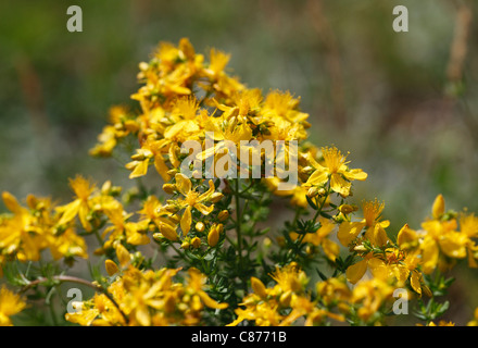 Österreich, Wachau, Nahaufnahme von Johanniskraut Stockfoto