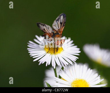 Österreich, Wachau, Nahaufnahme von parasitären Fliege an jährlichen Berufkraut Stockfoto