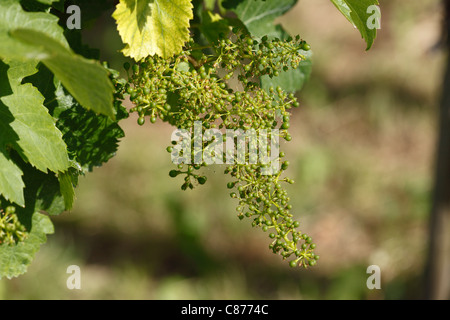 Österreich, Niederösterreich, Wachau, Nahaufnahme von unreifen Trauben am Rebstock Stockfoto