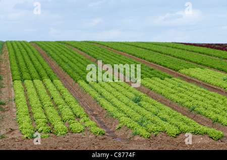 Salate wachsen in Suffolk, UK. Stockfoto