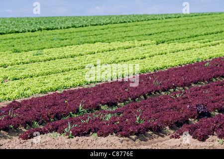 Salate wachsen in Suffolk, UK. Stockfoto