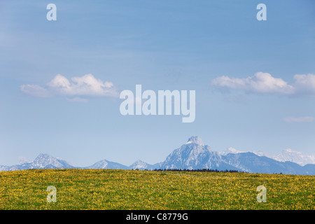 Deutschland, Bayern, Schwaben, Allgäu, Ostallgaeu, Nesselwang, Ansicht der Tegelberg und Saulingon Berg mit Wiese in foregorund Stockfoto