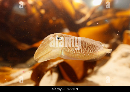 Vereinigtes Königreich, Nordirland, County Down, Portaferry, schließen sich der Baby Tintenfisch im Aquarium Exploris Stockfoto