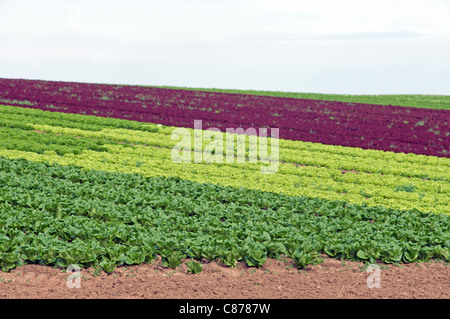 Salate wachsen in Suffolk, UK. Stockfoto