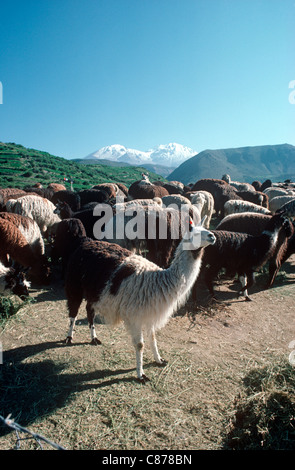 Lamas und Alpakas werden eingepfercht und Essen Heu in Putre, 4000m in den Anden, Chile Stockfoto