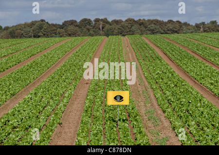 Salate wachsen in einem Feld mit einem Vogel-Nageltiereverscheucher, Suffolk, UK. Stockfoto