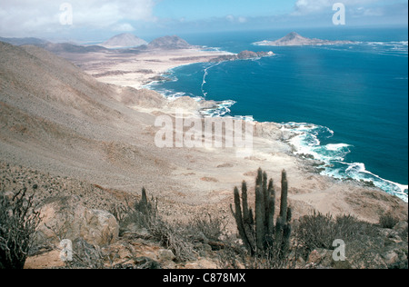 Küstennebel Zone in der Atacama-Wüste im Pan de Azucar Nationalpark, wo die Kakteen auf den Nebel, Chile überleben Stockfoto