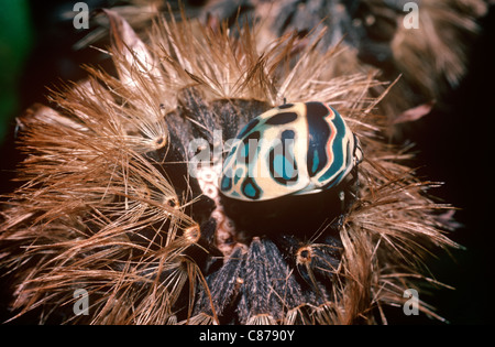 Picasso-Bug, warnend farbigen Schild-backed Fehler (Sphaerocoris Kreisring: Scutelleridae) ernähren sich von Samen im Regenwald Kenia Stockfoto