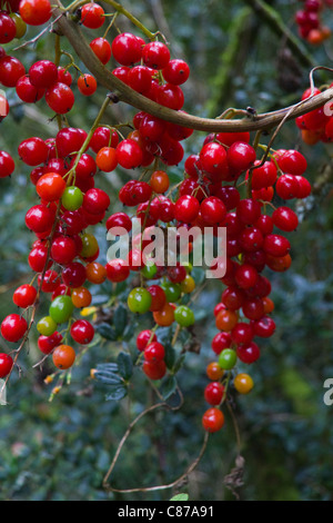 Rote Beeren auf Baum in der Herzogin-Haus-Gärten, spaßen, Wiltshire UK Stockfoto