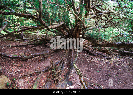 Eibe alte uralte wurzeln immergrn -Fotos und -Bildmaterial in hoher  Auflsung  Alamy