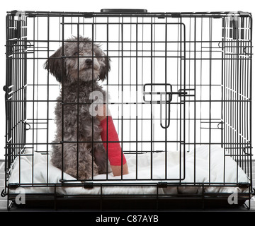 Eingesperrte Hund mit gebrochenem Bein in Gips Stockfoto