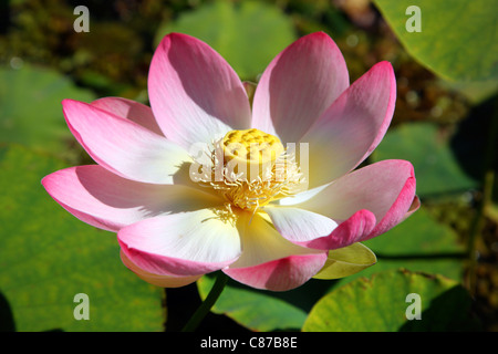 Nelumbo ist eine Gattung der Wasserpflanzen mit große, auffällige Blüten ähneln Seerosen, allgemein bekannt als Lotus. Indischer Lotus. Stockfoto