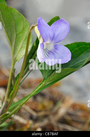 Fen-violett oder Turlough Veilchen - Viola persicifolia Stockfoto