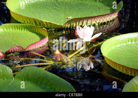 Victoria ist eine Gattung der Seerosen, mit sehr großen, grünen Blätter, die auf der Oberfläche des Wassers schwimmen. Stockfoto