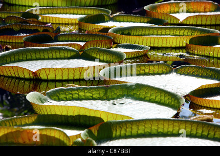 Victoria ist eine Gattung der Seerosen, mit sehr großen, grünen Blätter, die auf der Oberfläche des Wassers schwimmen. Stockfoto