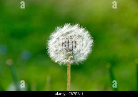 Löwenzahn (Taraxacum Officinale) Saatgut Kopf Uhr auf einem grünen Hintergrund. Stockfoto