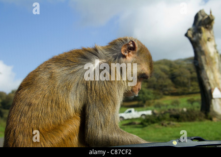 Affe auf Autofenster, Longleat Safari Park Wiltshire UK Stockfoto