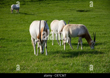 Drei Scimitar horned Oryx-Antilopen Weiden zusammen Longleat Safari Park Wiltshire UK Stockfoto