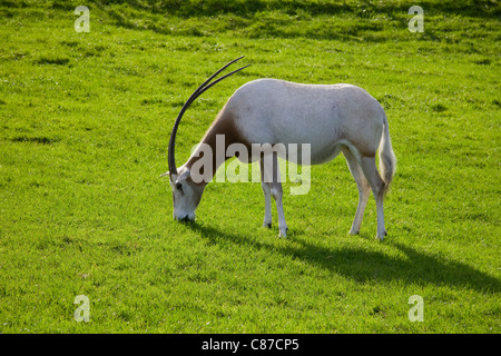 Krummsäbel horned Oryx-Antilopen grasen Longleat Safari Park Wiltshire UK Stockfoto