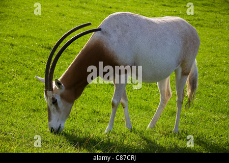 Krummsäbel horned Oryx-Antilopen grasen Longleat Safari Park Wiltshire UK Stockfoto