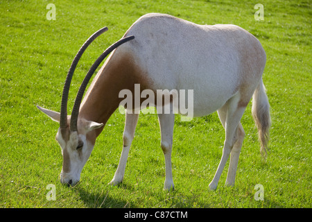 Krummsäbel horned Oryx-Antilopen grasen Longleat Safari Park Wiltshire UK Stockfoto