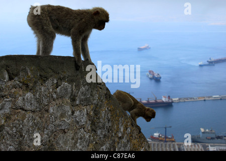 Berberaffen in Gibraltar, 28. Juli 2011. Stockfoto