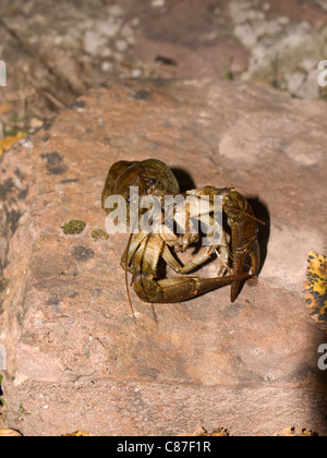 Vertikale Porträt des Europäischen White Krallenfrosch Krebse, Austropotamobius Pallipes. Stockfoto