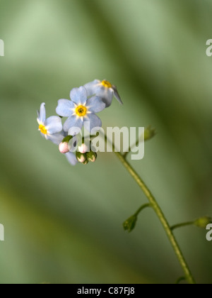 Vertikale Porträt von Myosotis Palustris, Wasser Vergiss mein nicht, vertikale Porträt von Blumen. Stockfoto