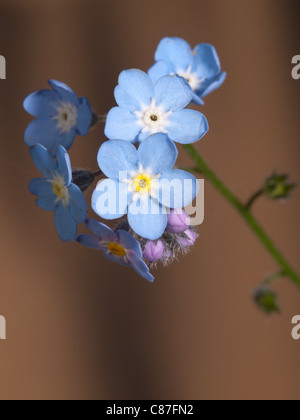 Vertikale Porträt von Myosotis Palustris, Wasser Vergiss mein nicht, vertikale Porträt von Blumen. Stockfoto