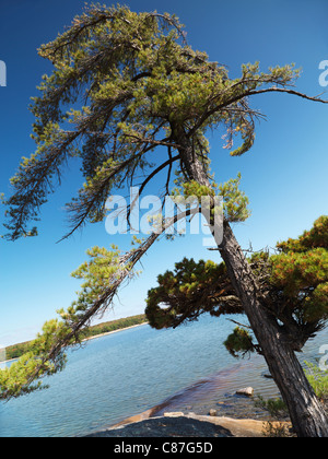 Östliche weiße Kiefer auf ein Ufer der georgischen Bucht in Killbear Provincial Park, Ontario, Kanada. Stockfoto