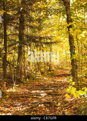 Herbst Natur Landschaft von einem Wanderweg in Killarney Provincial Park, Ontario, Kanada Stockfoto