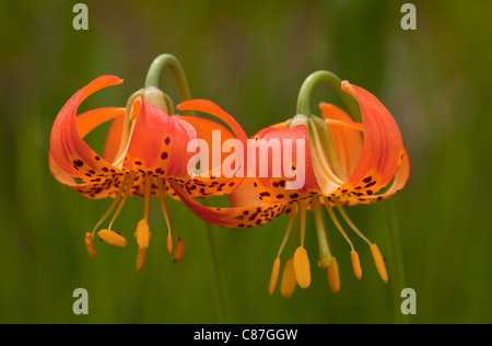 Lily Panther oder Leopard Lilie, Lilium pardalinum