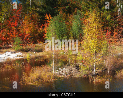 Biber-Haus in einem Teich. Schöne Herbst Natur Landschaft. Killarney Provincial Park, Ontario, Kanada Stockfoto