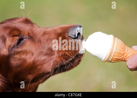 Irish Red Setter, Eis essen Stockfoto