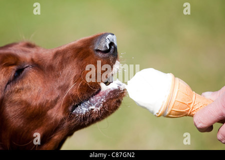 Irish Red Setter, Eis essen Stockfoto