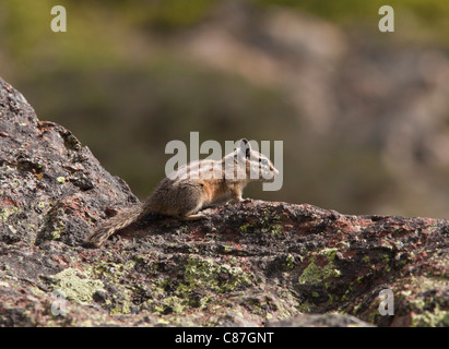 Gelb-Kiefer Streifenhörnchen, Tamias Amoenus am Schlossteich, North California. Stockfoto