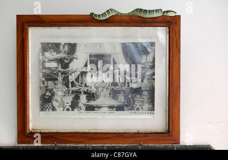 Grubenottern im Snake Temple of Azure Cloud, Bayan Lepas, Penang, Malaysia Stockfoto