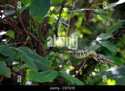 Grubenottern auf einem Baum im Snake Temple of Azure Cloud, Bayan Lepas, Penang, Malaysia Stockfoto