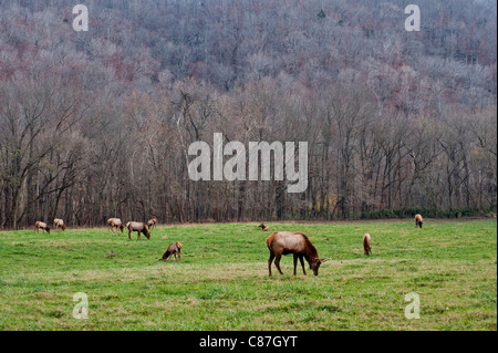 Elche grasen in einem Feld im boxley Tal Arkansas Stockfoto